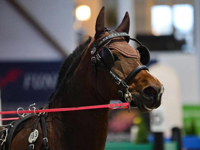 hest spændt for en hestevogn